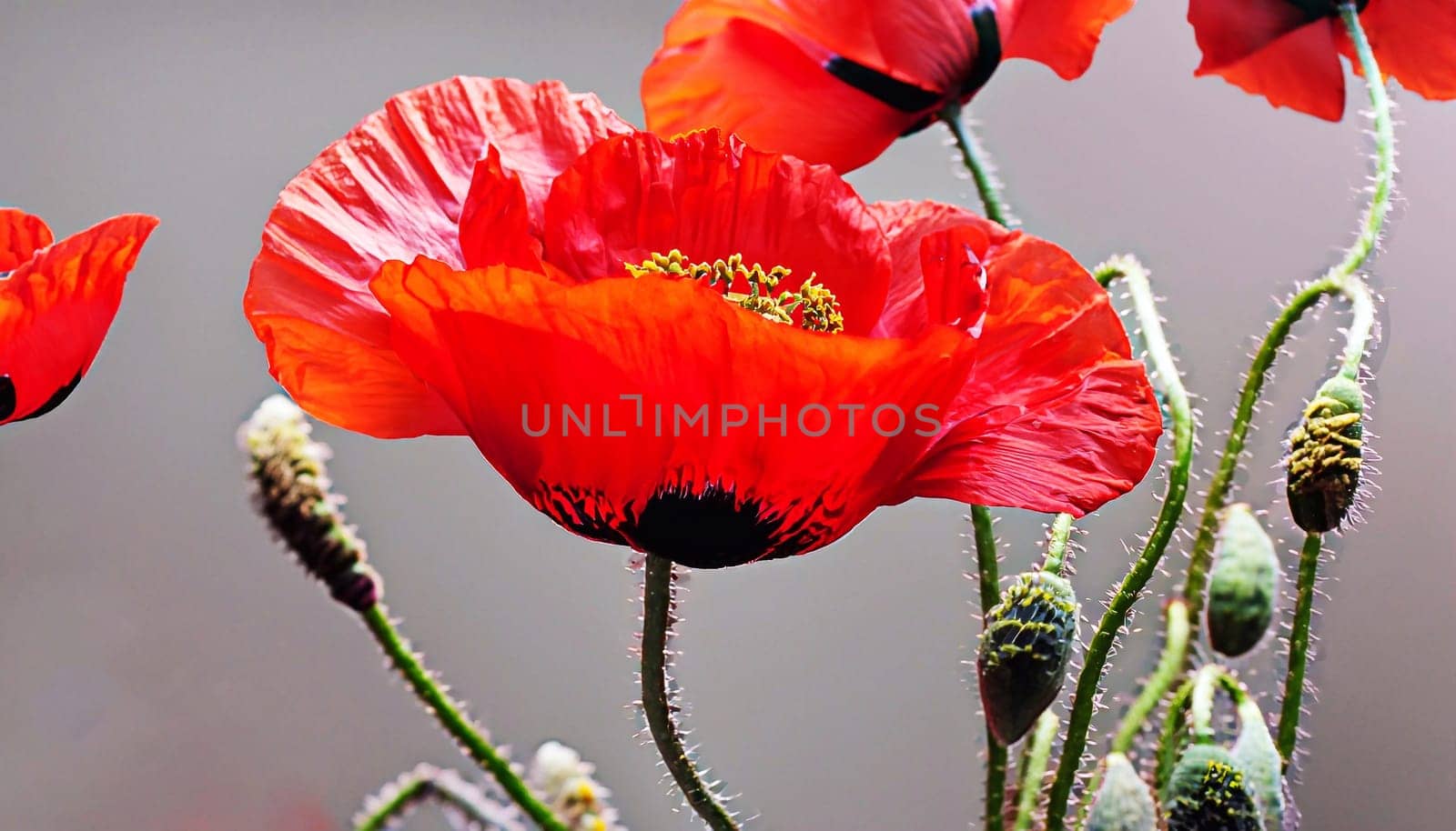 Red poppy flowers against the sky. Shallow depth of field