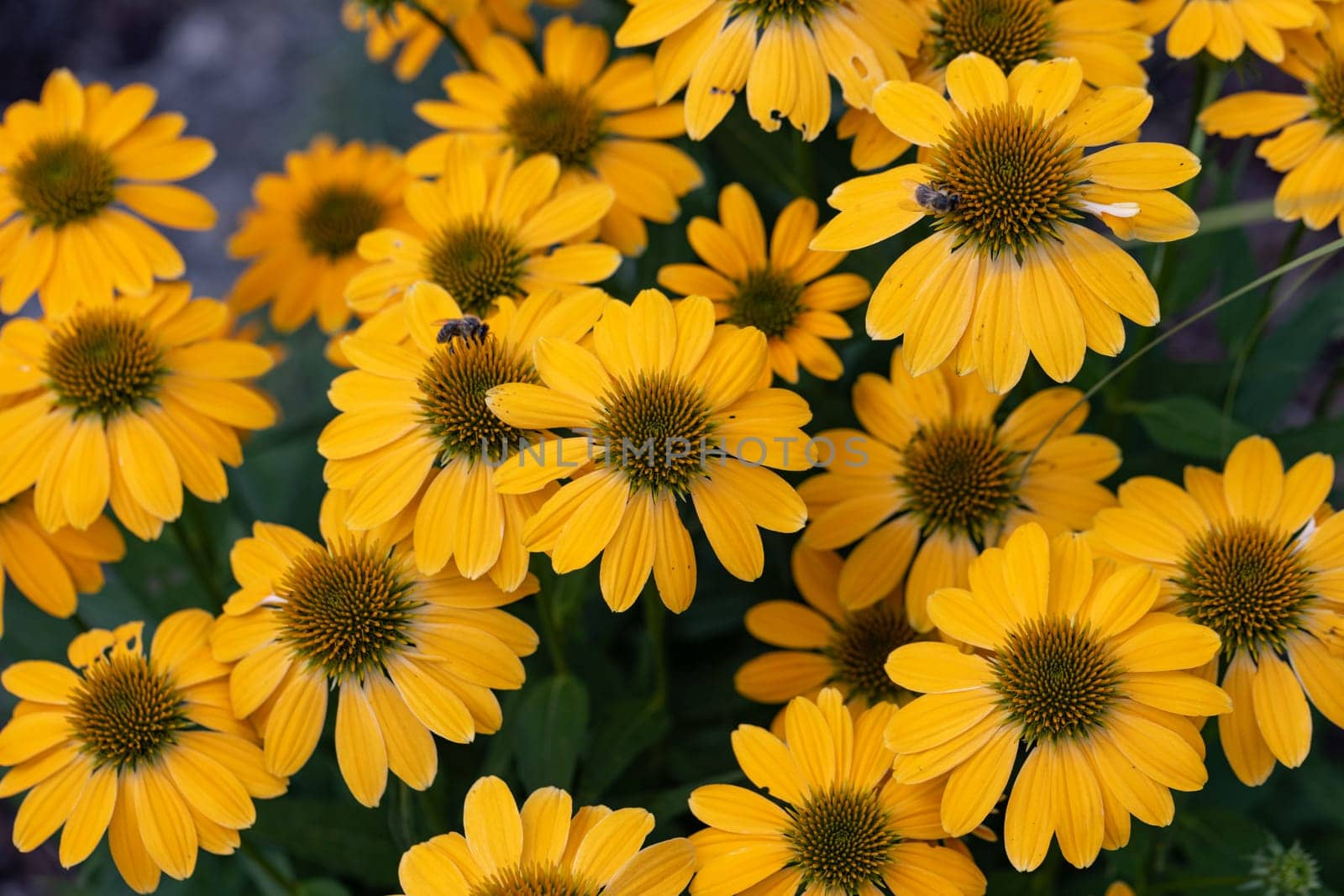 Flowers of  Echinacea - an herb stimulating the immune system