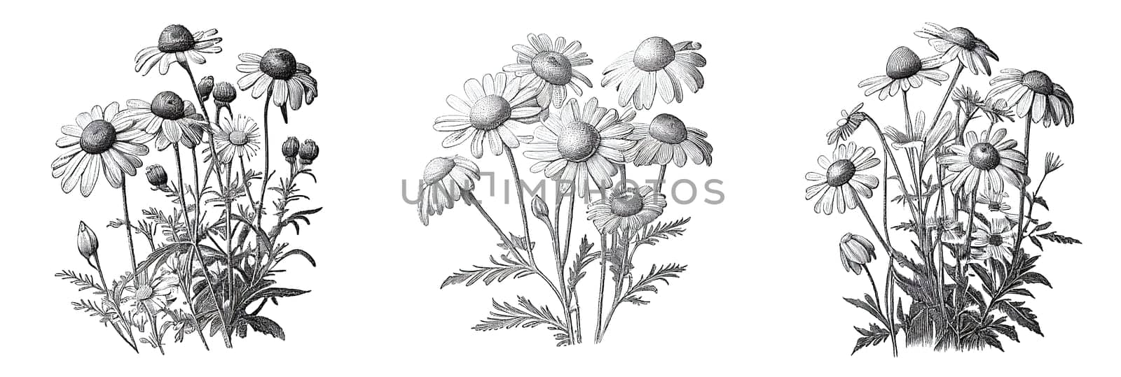 Illustrative image of chamomile flowers. Chamomile or camomile is the common name for several daisy-like plants of the family Asteraceae