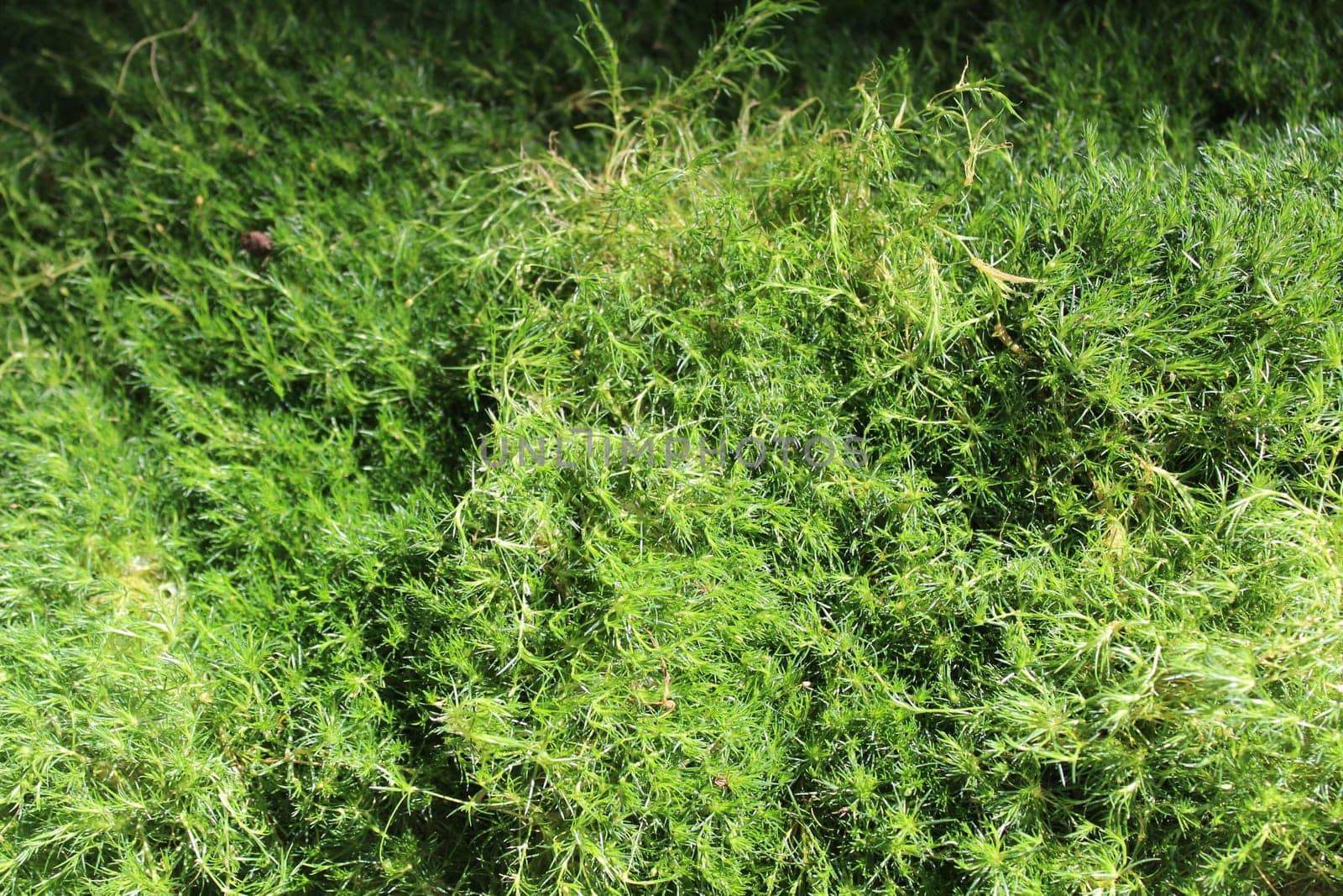 heath pearlwort in the autumn in the garden
