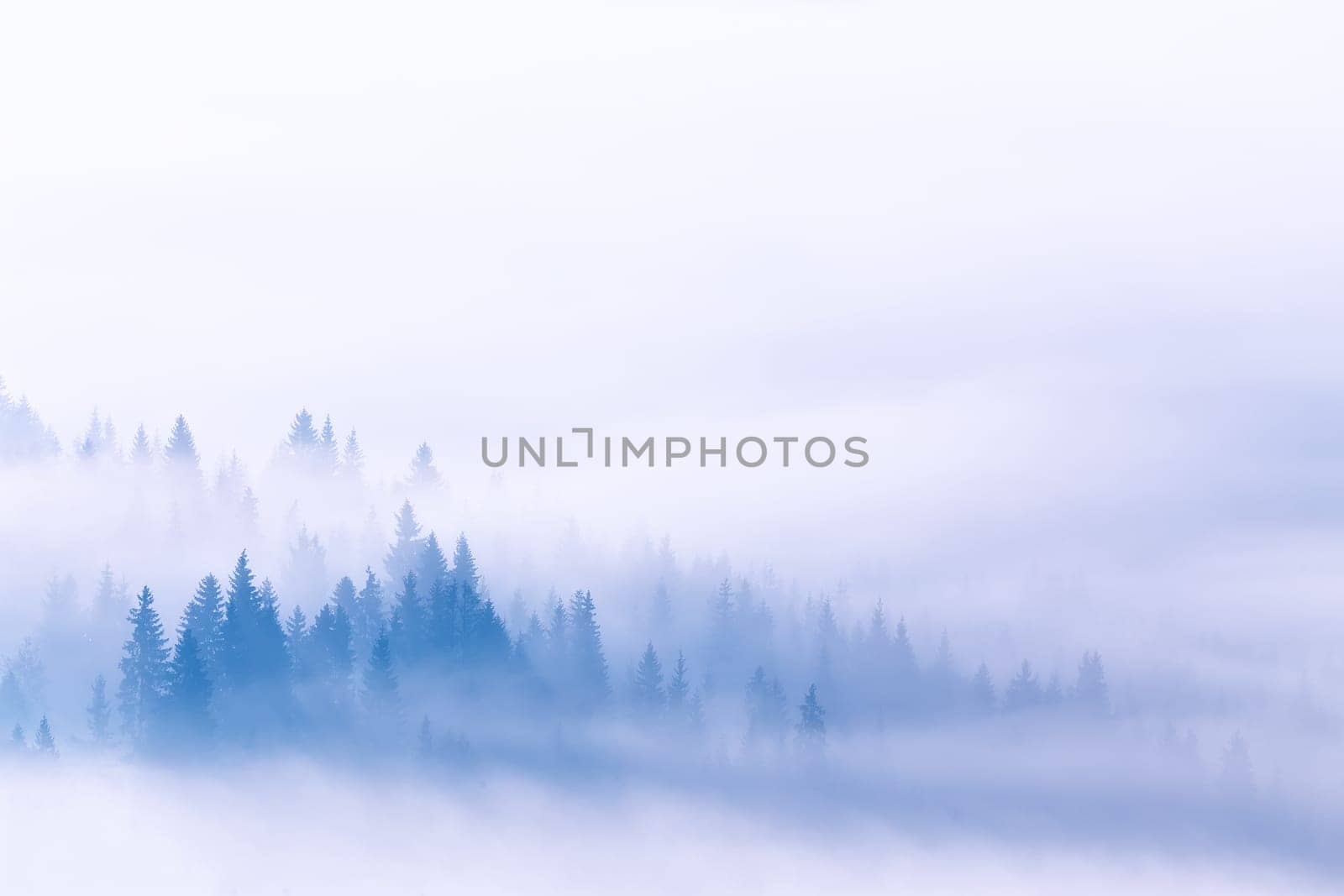 Fog and clouds on mountain hills. Spruce Wood Silhouette Surrounded by mist on white. Slow moving clouds over pine forest. Carpathian range, Ukraine