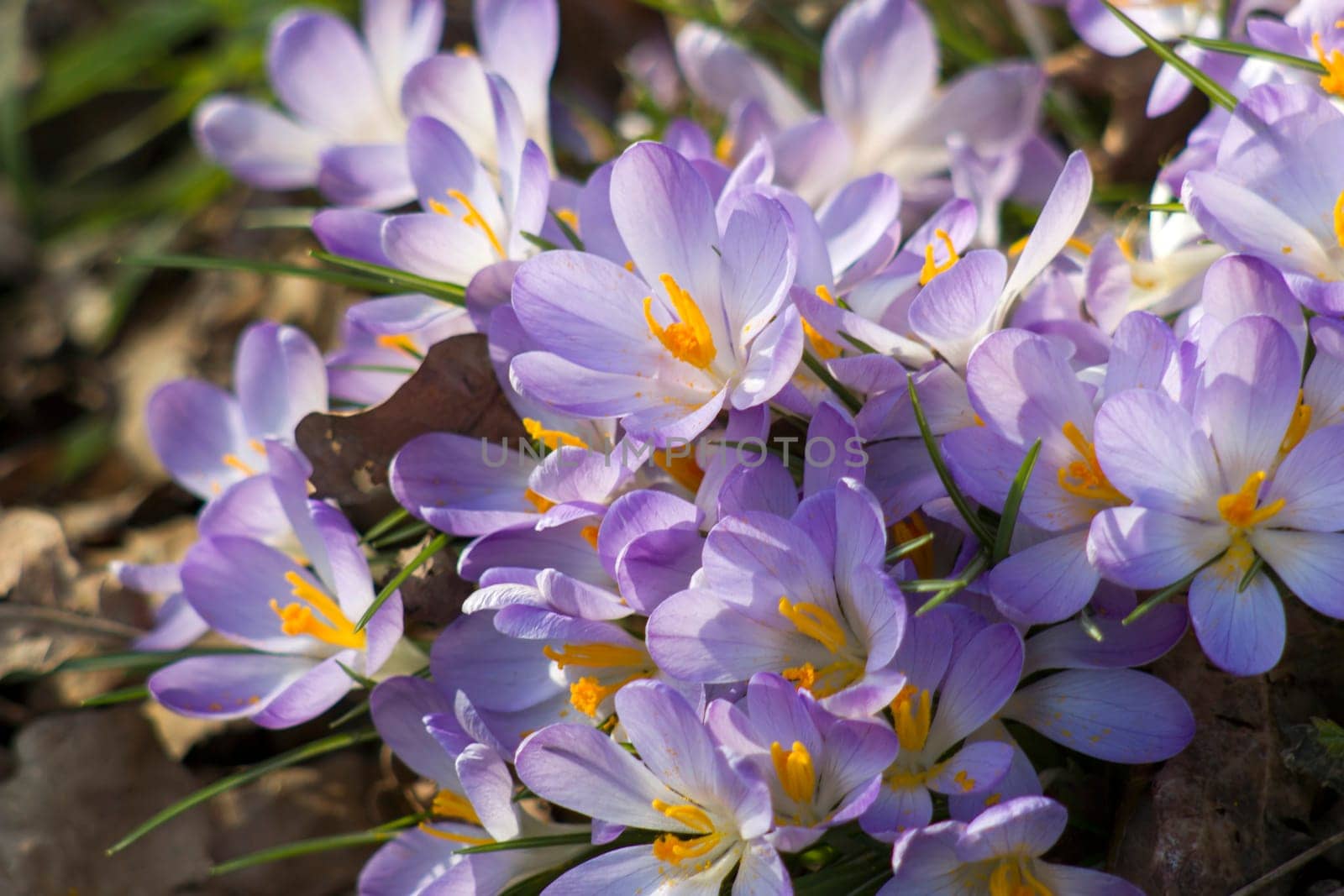 crocus flowers in the garden -  spring flowers - close up