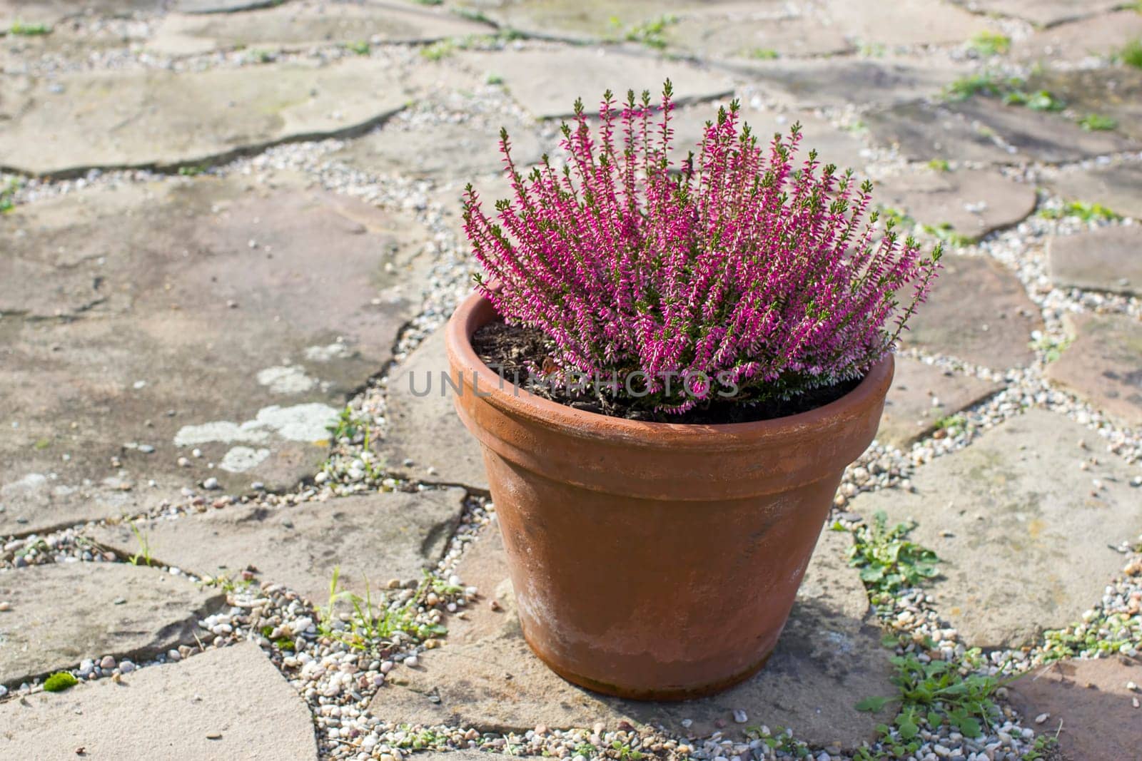 Blooming heather in a clay flower pot in the garden - close up