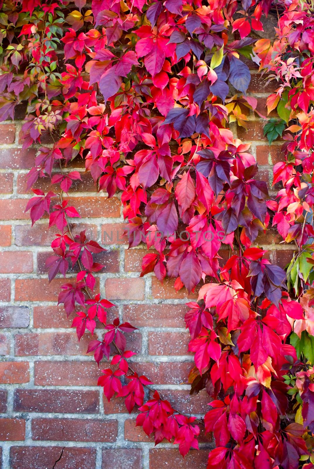 colorful autumn leaves on brick wall - autumn background