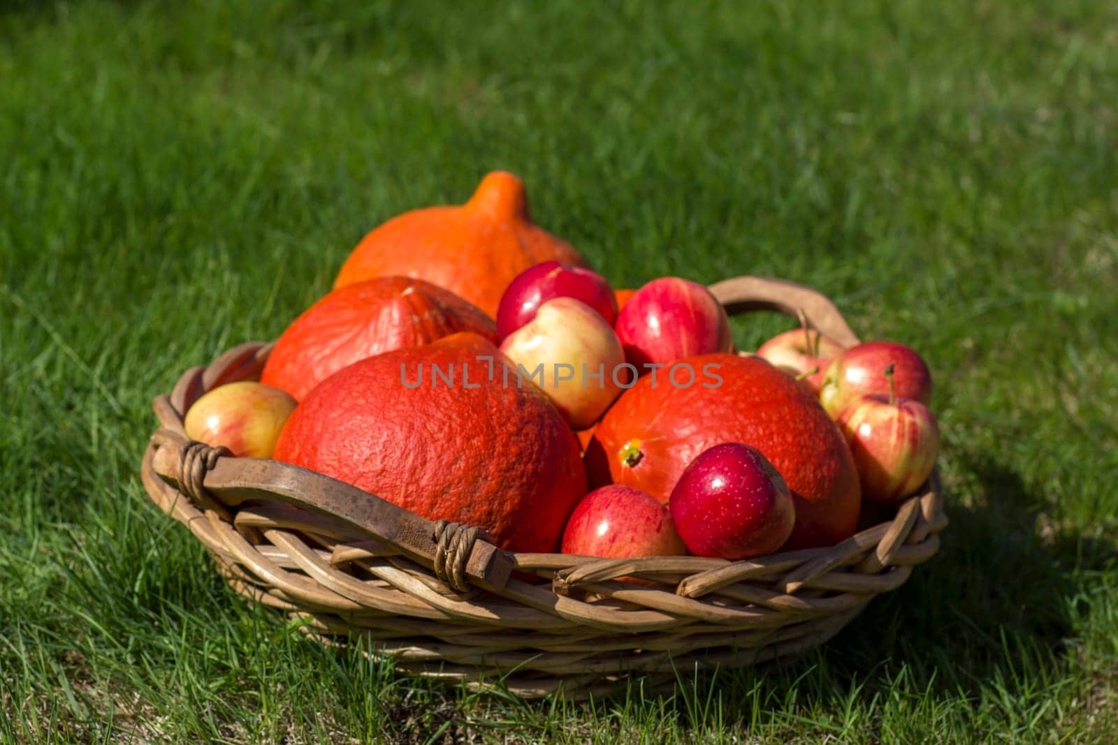 pumpkins and apples in a basket on the grass