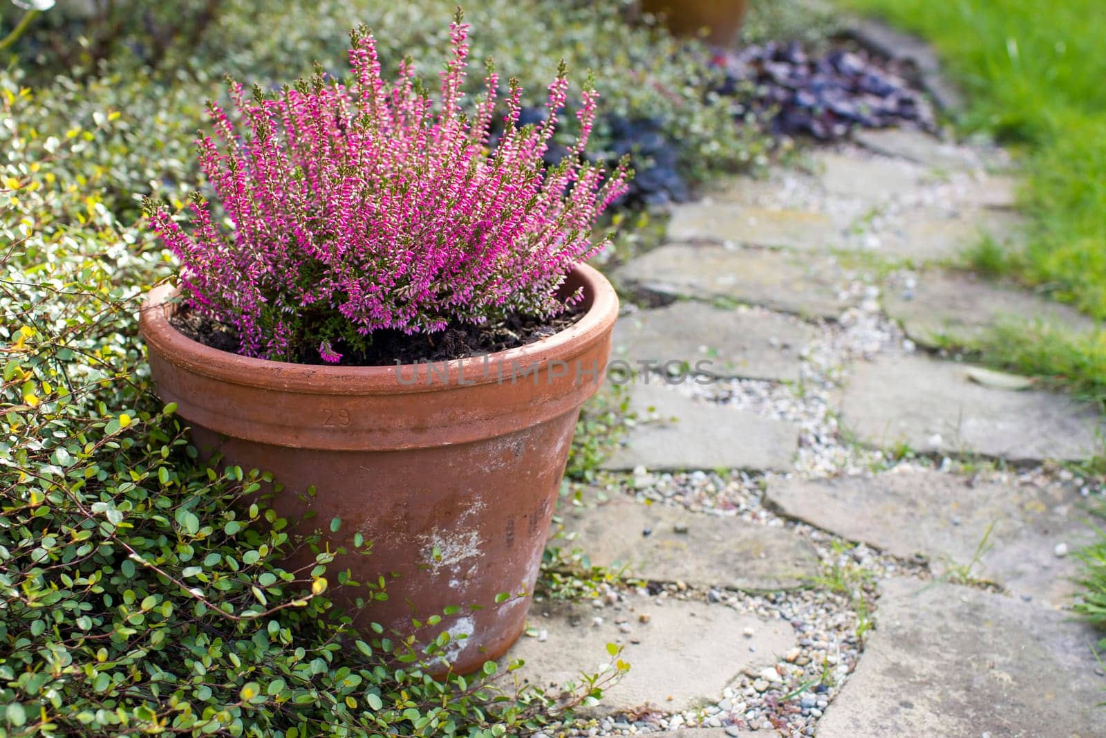Blooming heather in a clay flower pot in the garden - close up