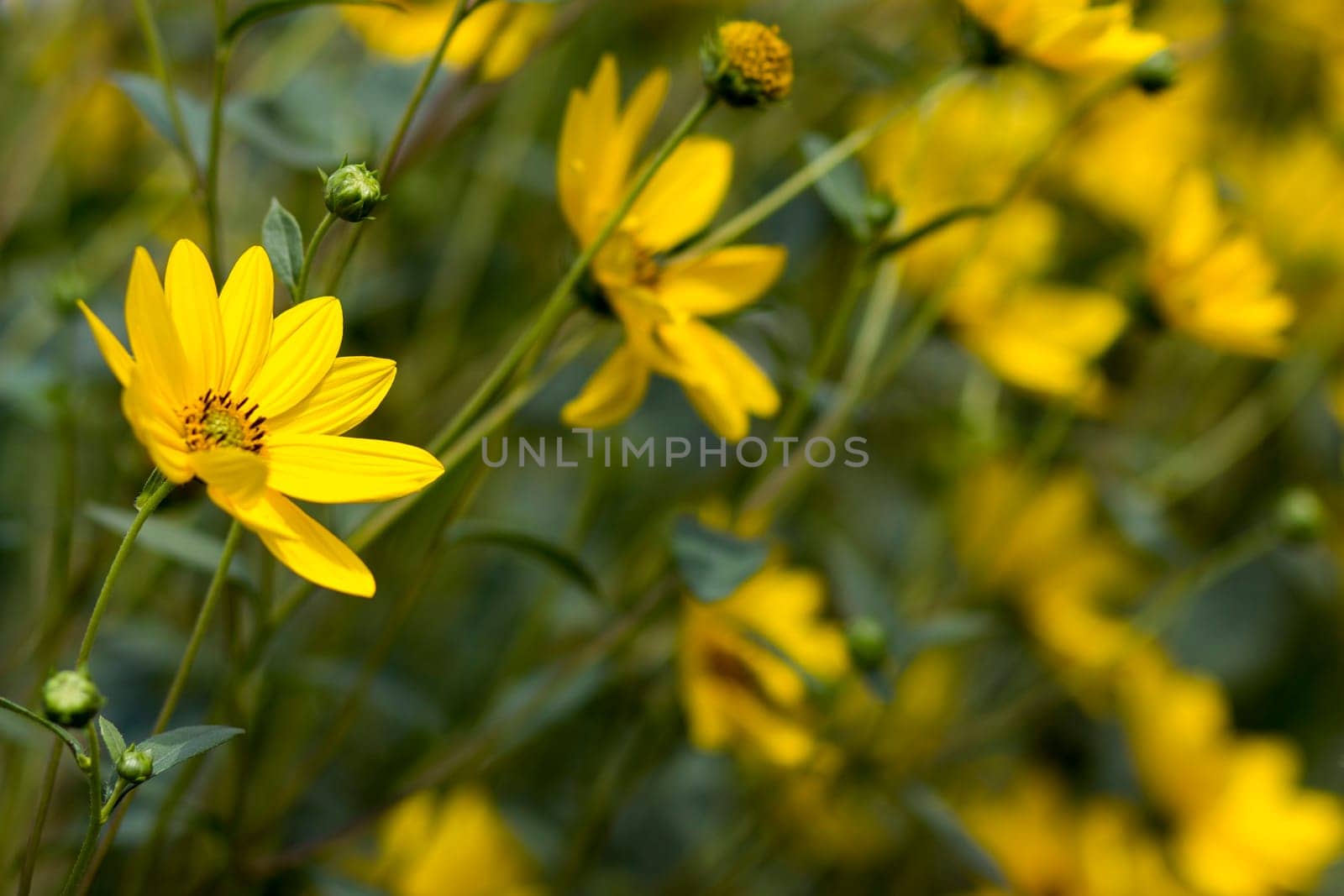 yellow flowers in a garden - natural summer background