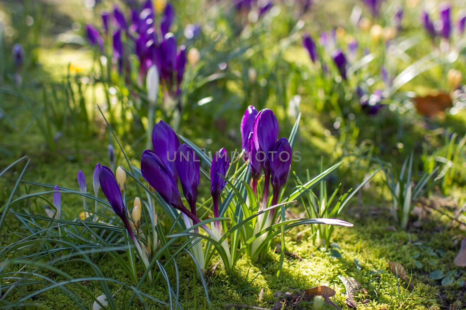crocus flowers in the garden -  spring flowers - close up
