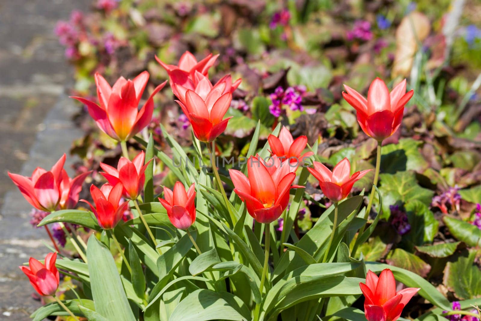 red tulips in a spring garden - close up