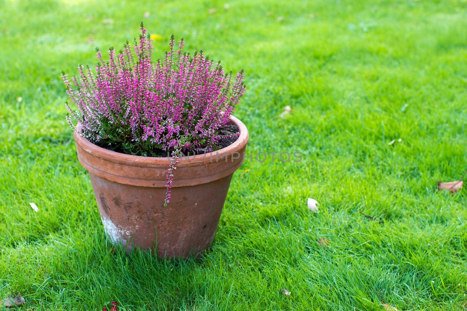 Blooming heather in a clay flower pot in the garden - close up