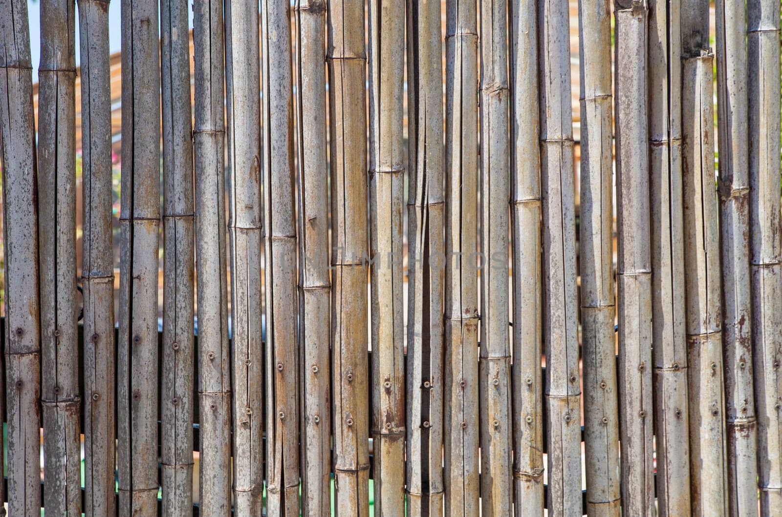 Fence built with spanish cane stems. Close up