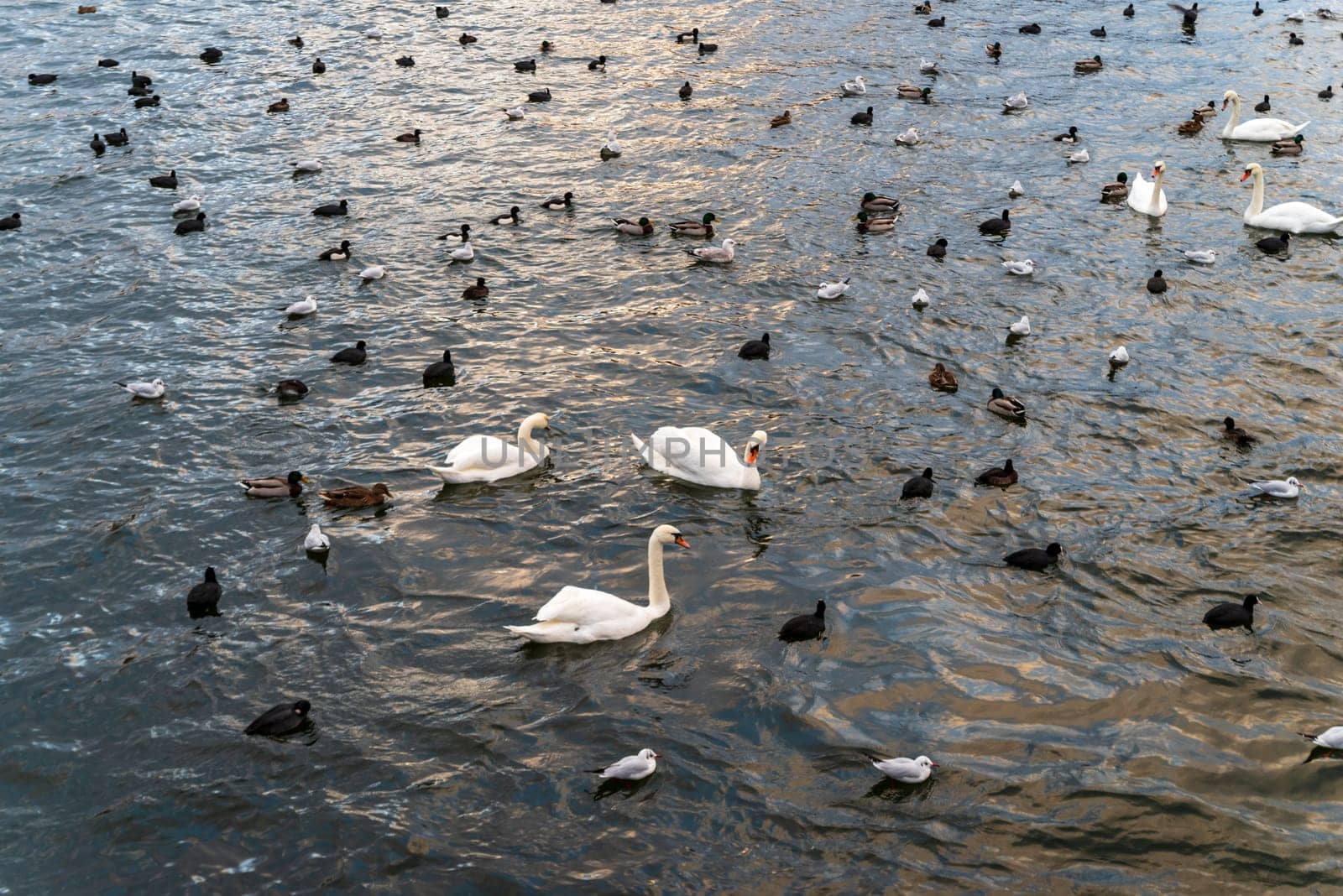 lots of ducks and swans in a pond