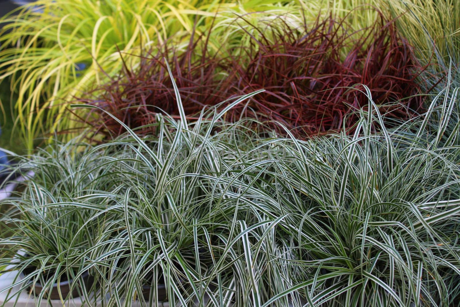 Japanese sedge in the autumn in the garden