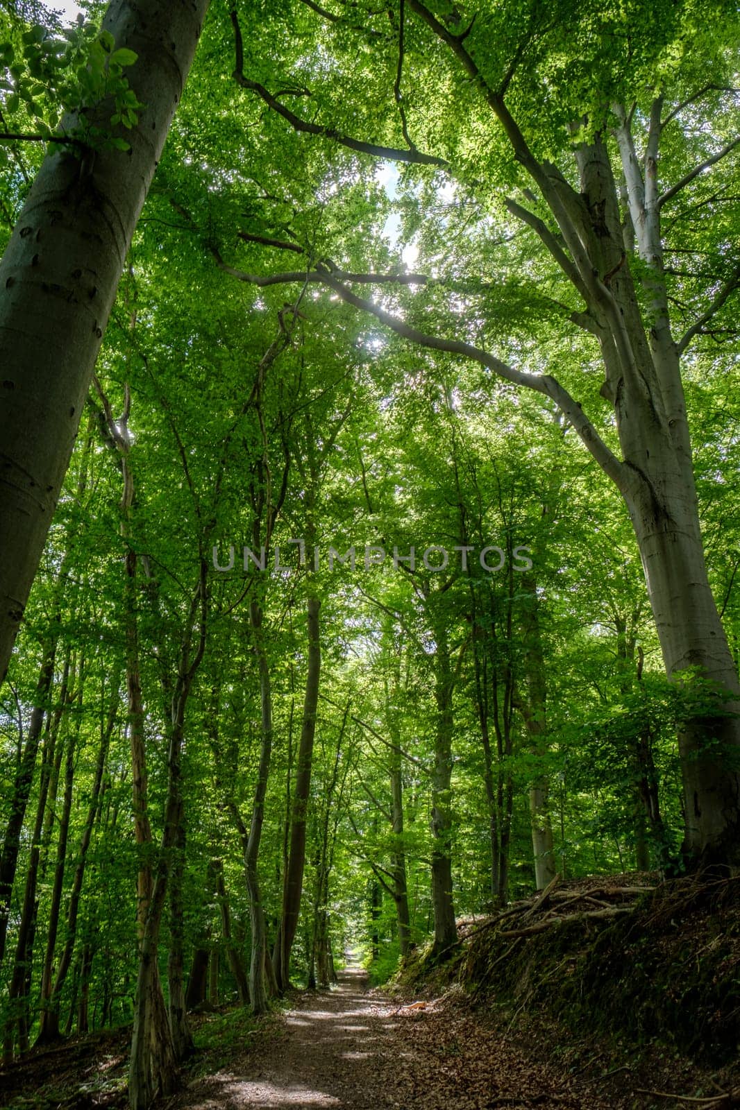 Way in a green nature forest
