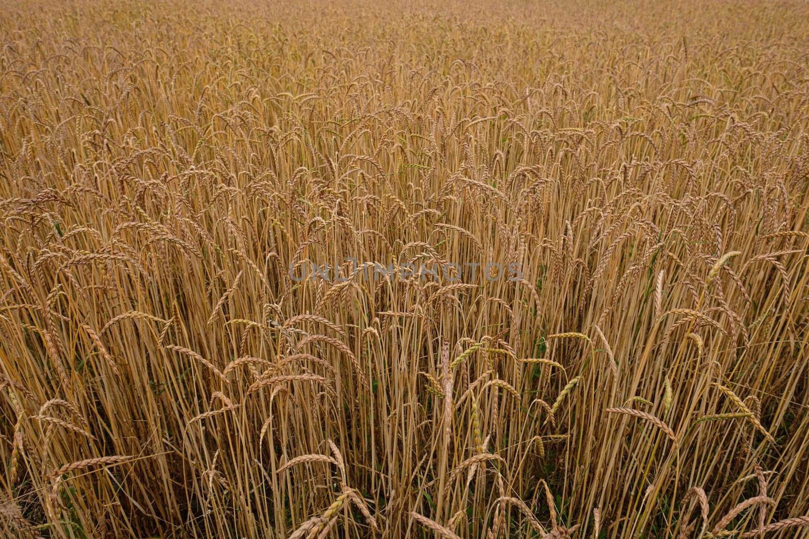 Golden field of wheat plants