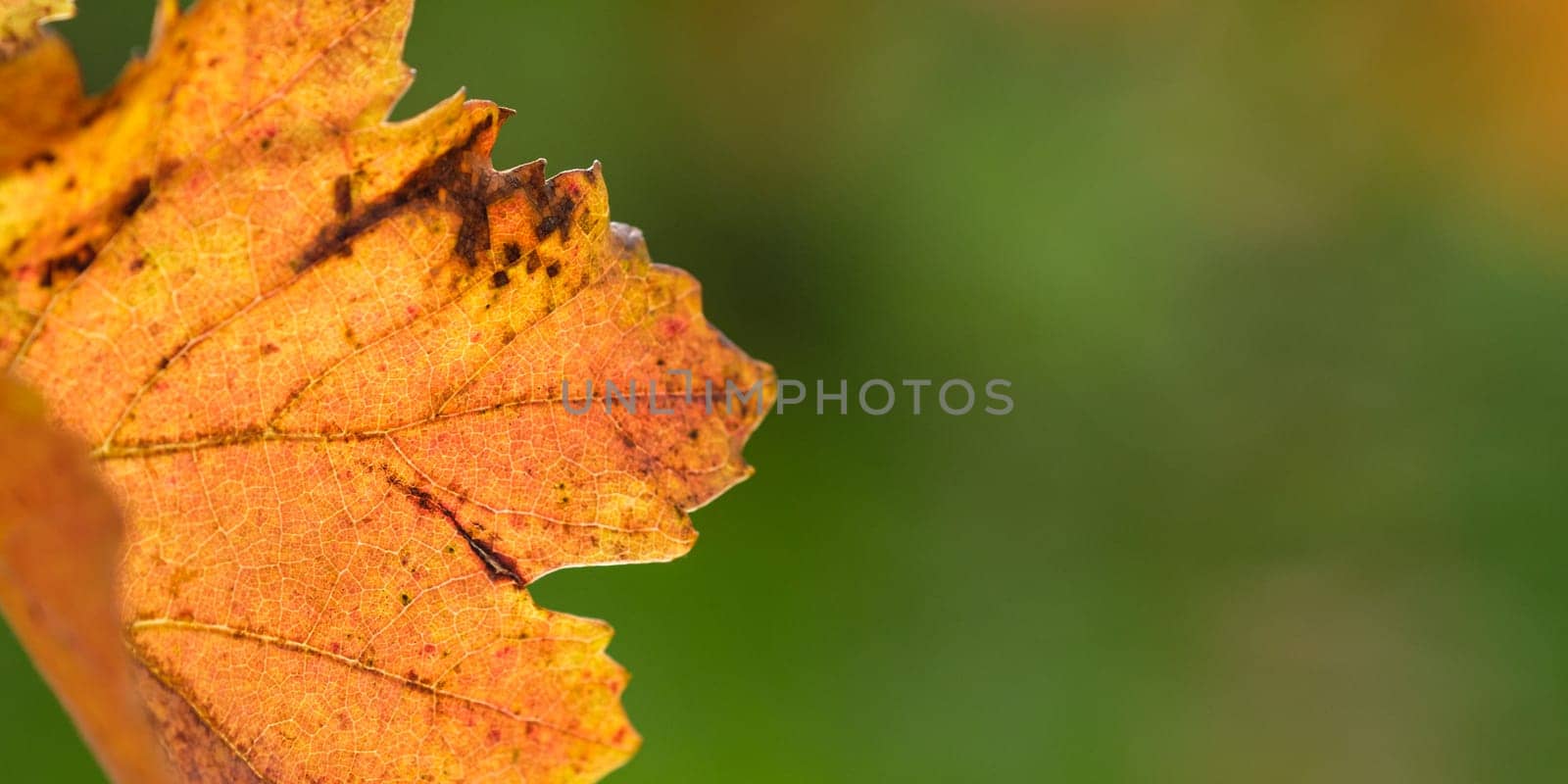 Close-up orange vine leaf in fall scenery