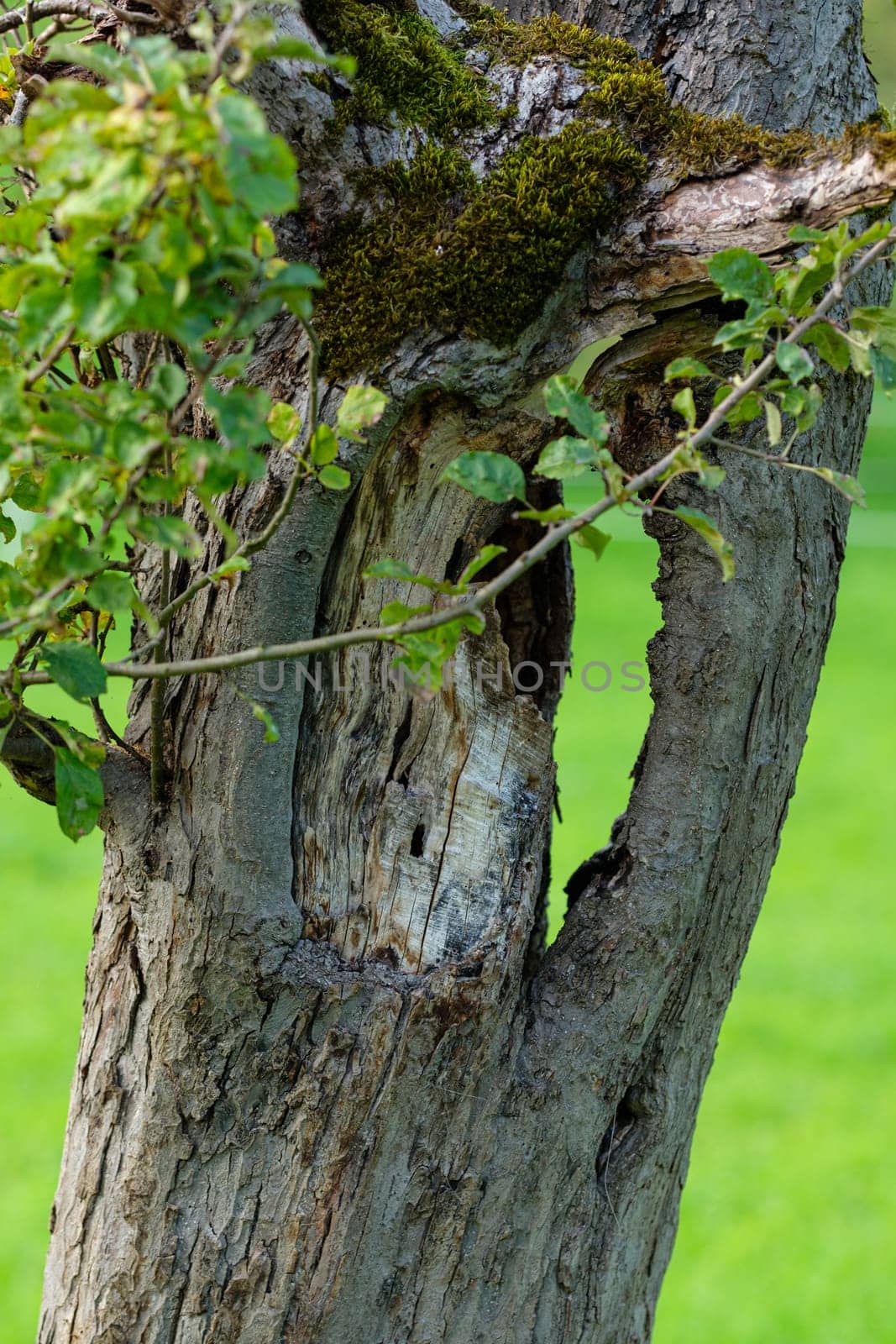 Old tree trunk with bark and green background