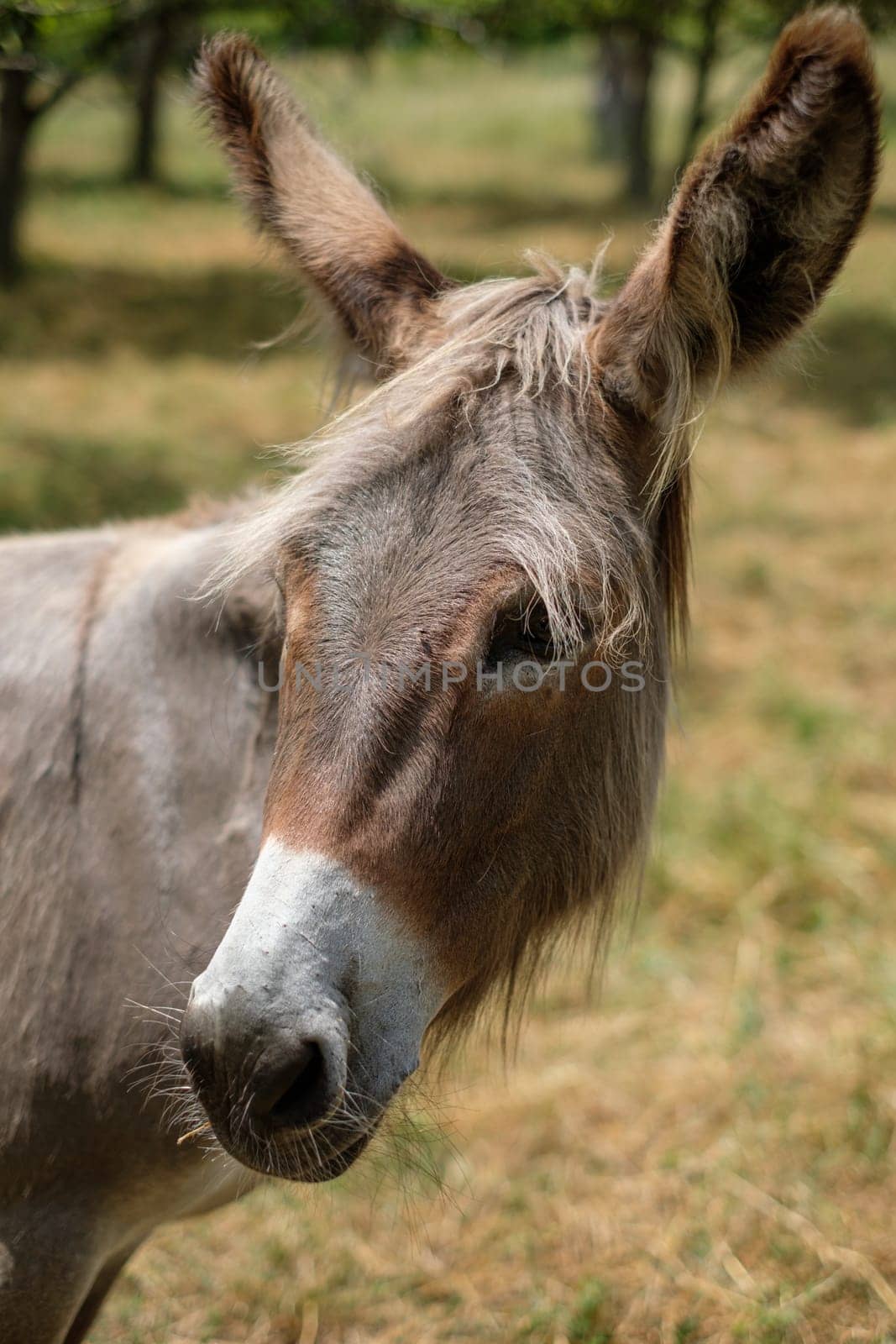 Animal portrait of a donkey mammal on pasture