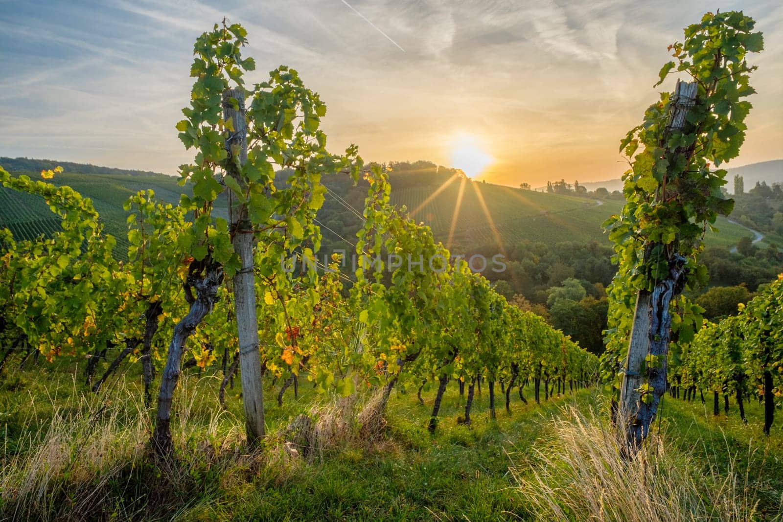 Morning sun with star in vineyard landscape in Germany