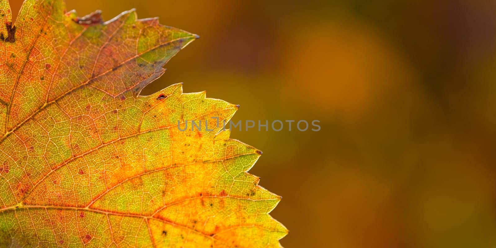 Close-up orange yellow vine leaf in autumn fall
