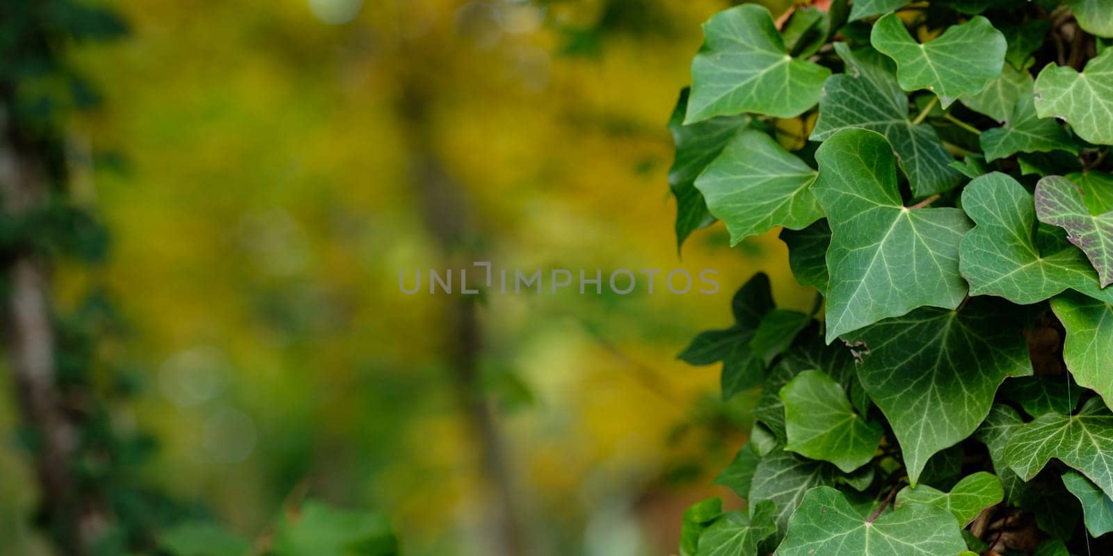 Close-up ivy leaves with blurred green back lit nature