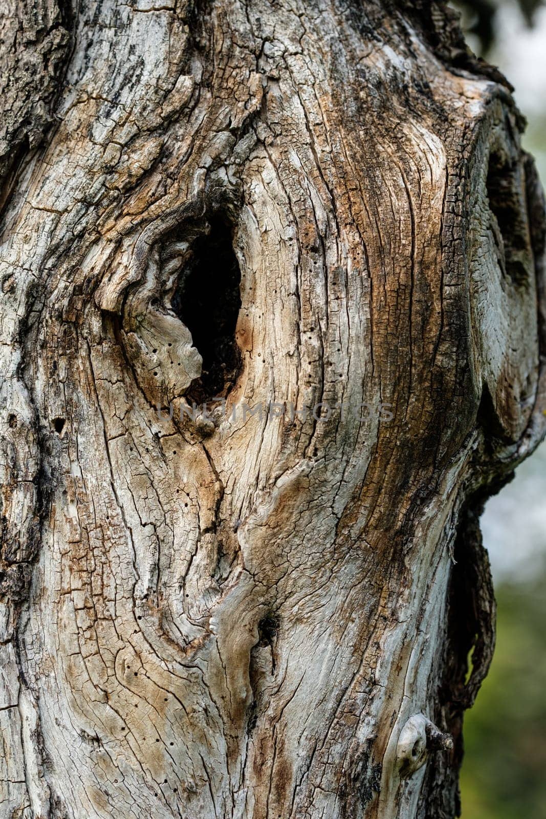 Close-up of an old tree trunk with hole in the bark