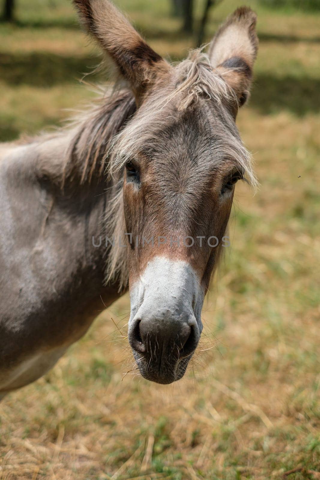 Portrait of an donkey animal mammal in nature
