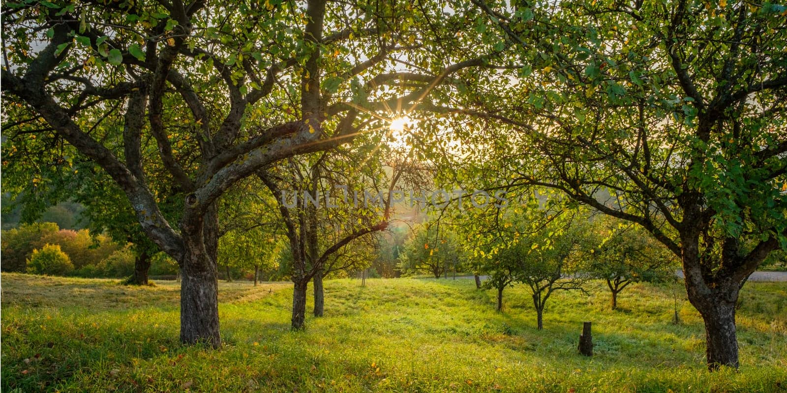 Orchard with fruit trees in sunrise with sunbeams landscape scene
