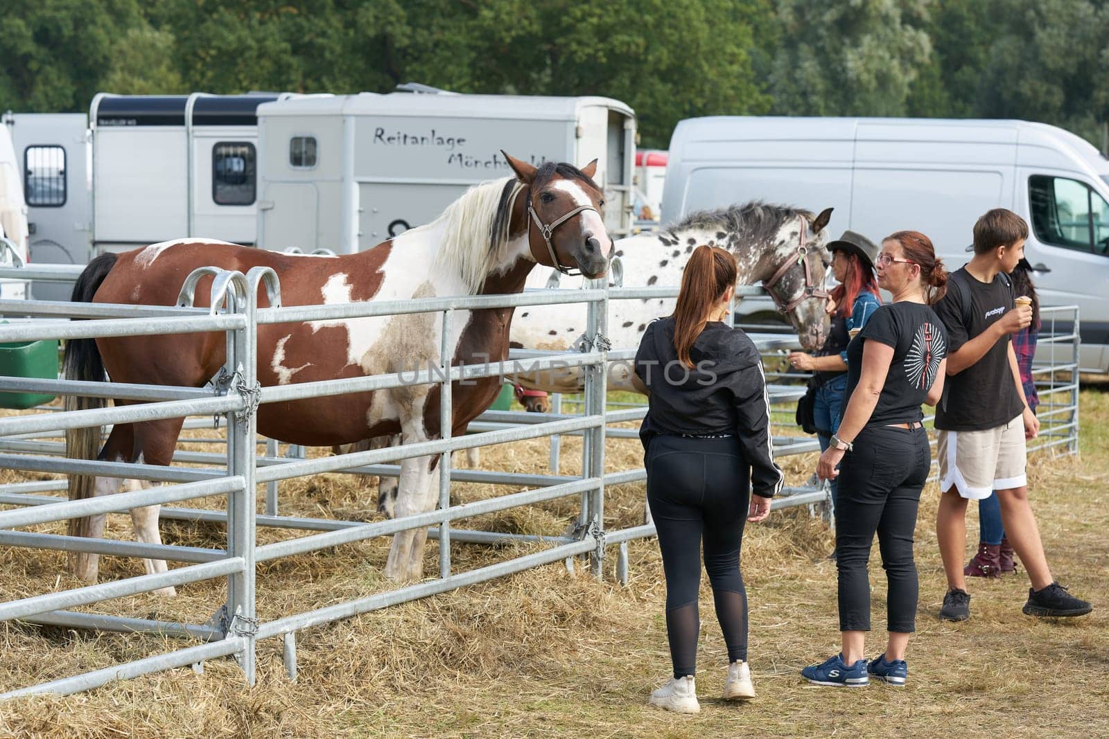 horse for sale and some interested parties at the annual horse market in Havelberg in Germany