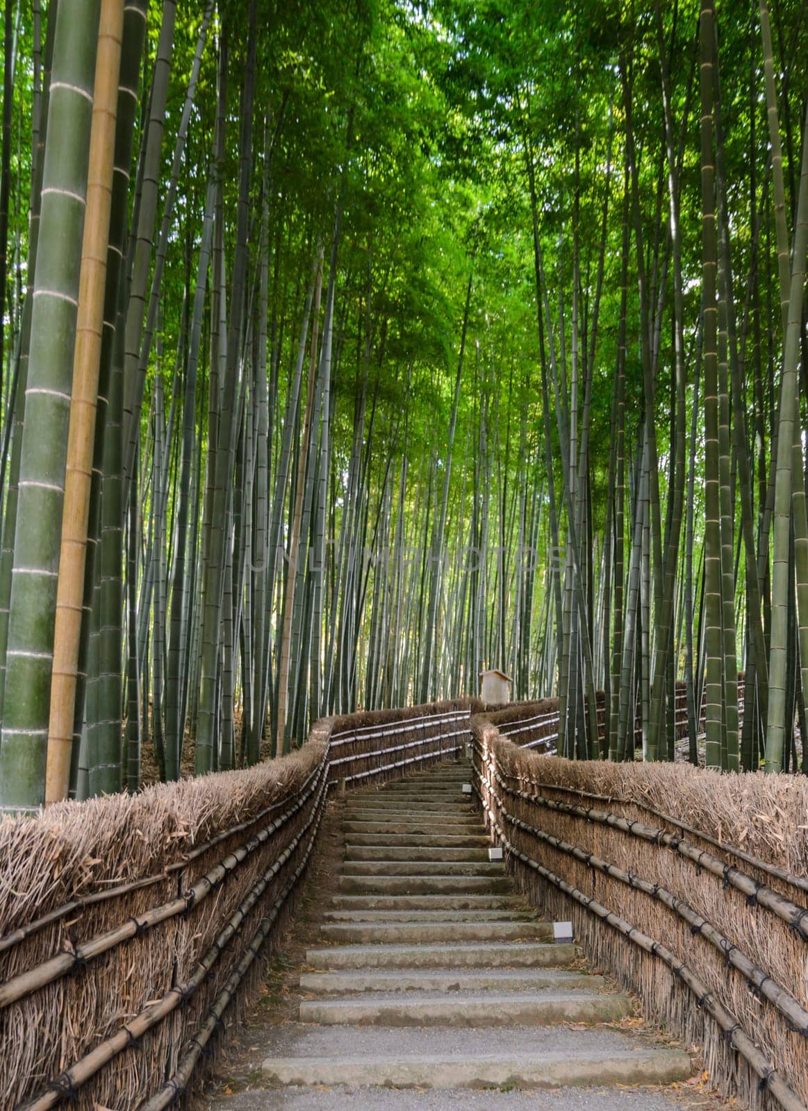 Green Bamboo Forest with steps leading up in Arashiyama, Kyoto, Japan
