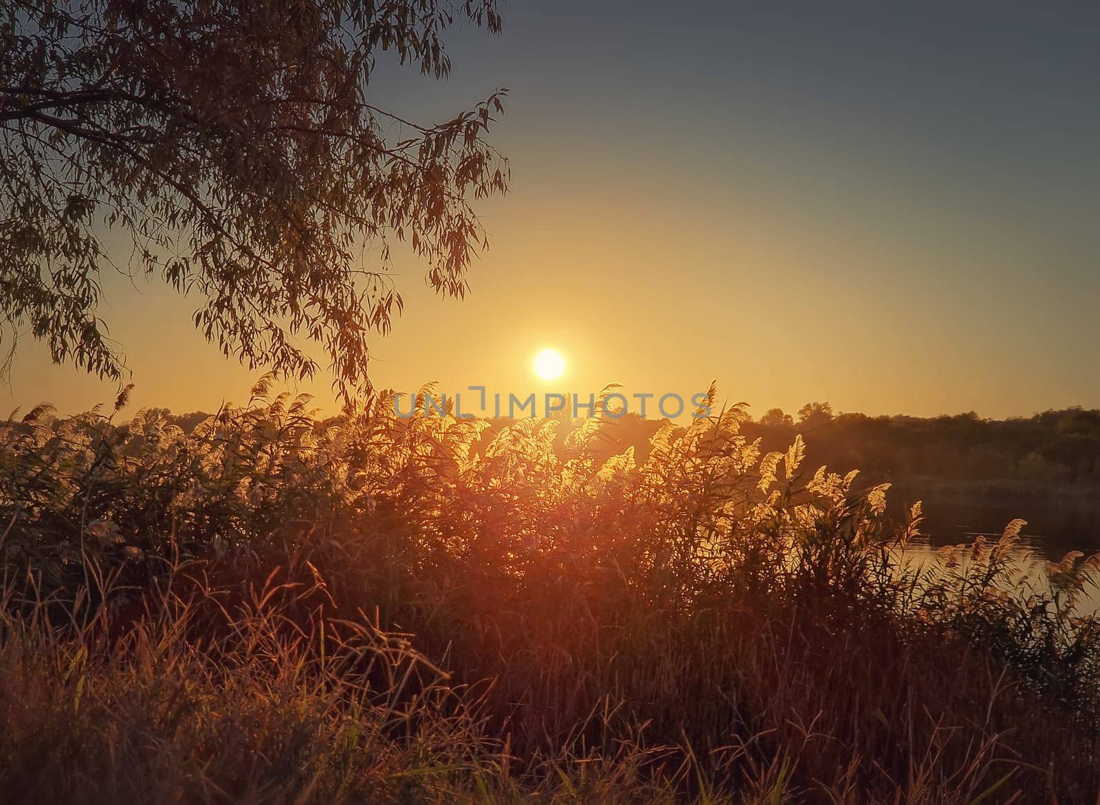 Evening silence at the lake with a view to the sundown over the fluffy dry reed. Idyllic sunset scene, natural background
