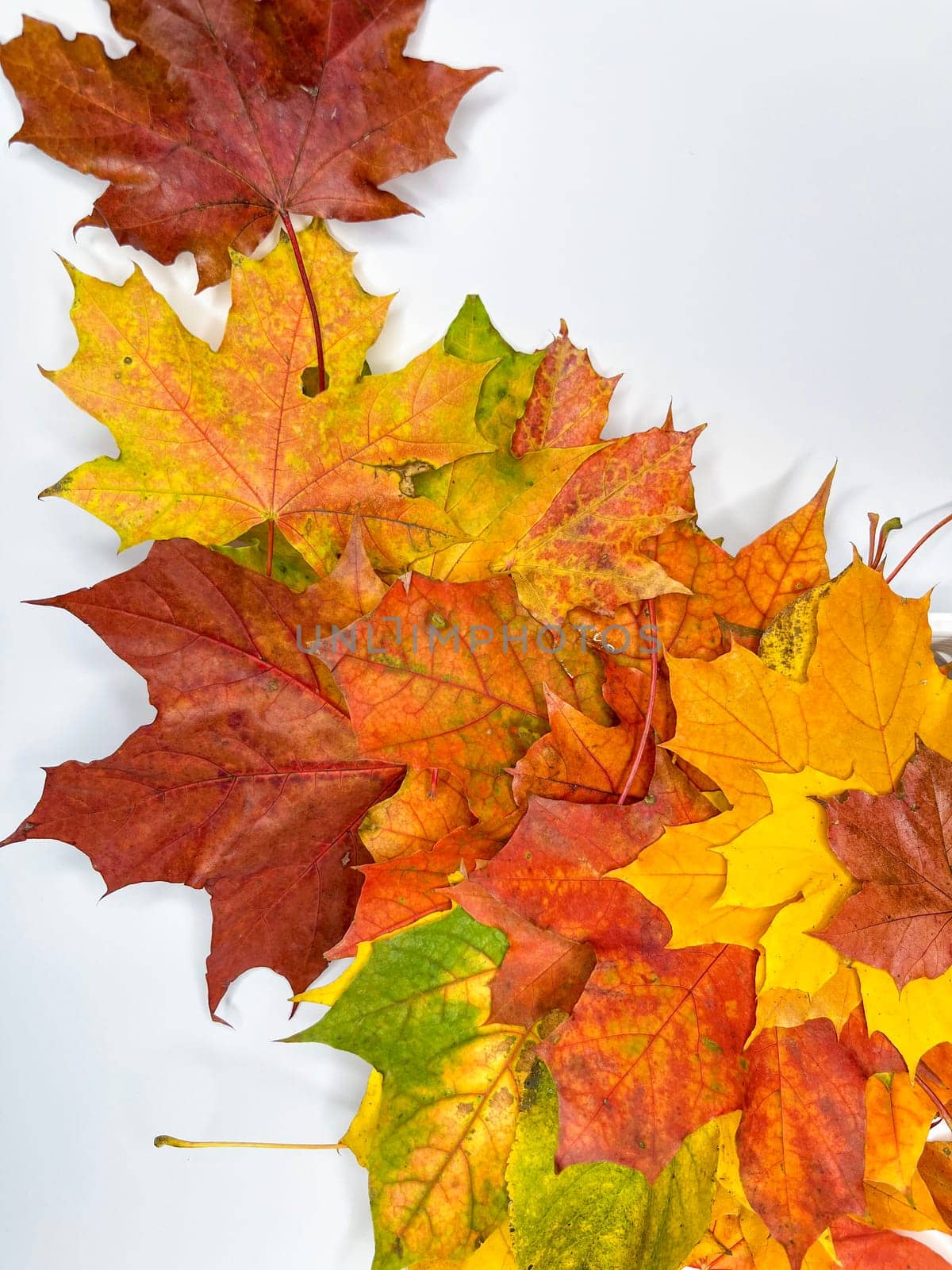 multicolored autumn maple leaves on a white background
