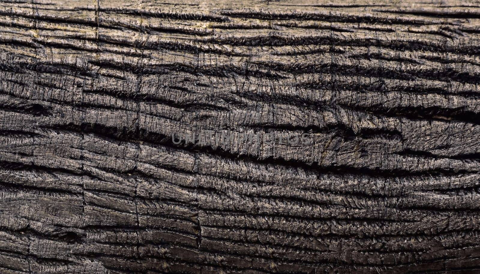 Close-up shot of dry tree bark textured background.
