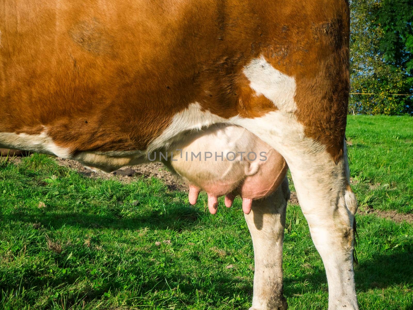 Close side view of the rump of a brown and white spotted dairy cow with a full udder standing in a pasture.
