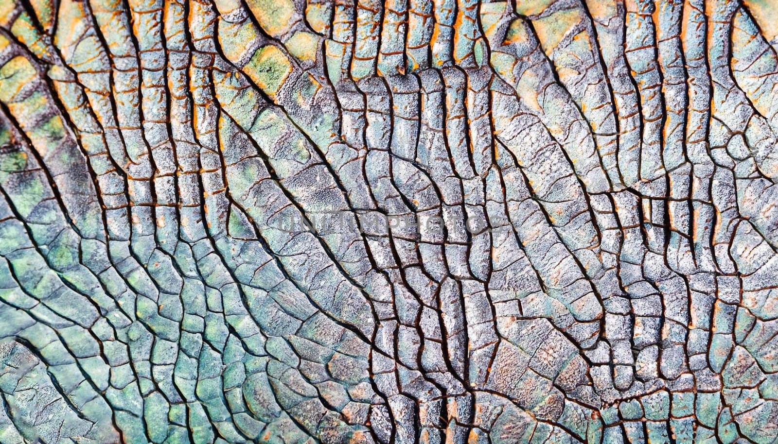 colorful iguana reptile skin, close up