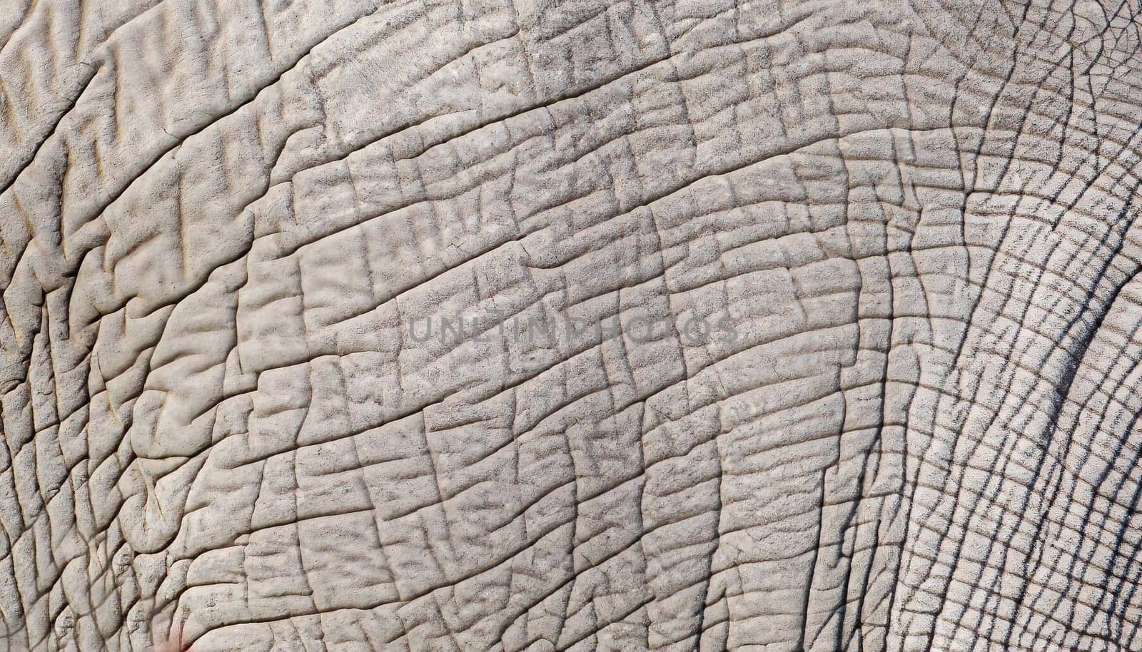Gray elephant skin with many folds. Full screen photo. Not seamless texture