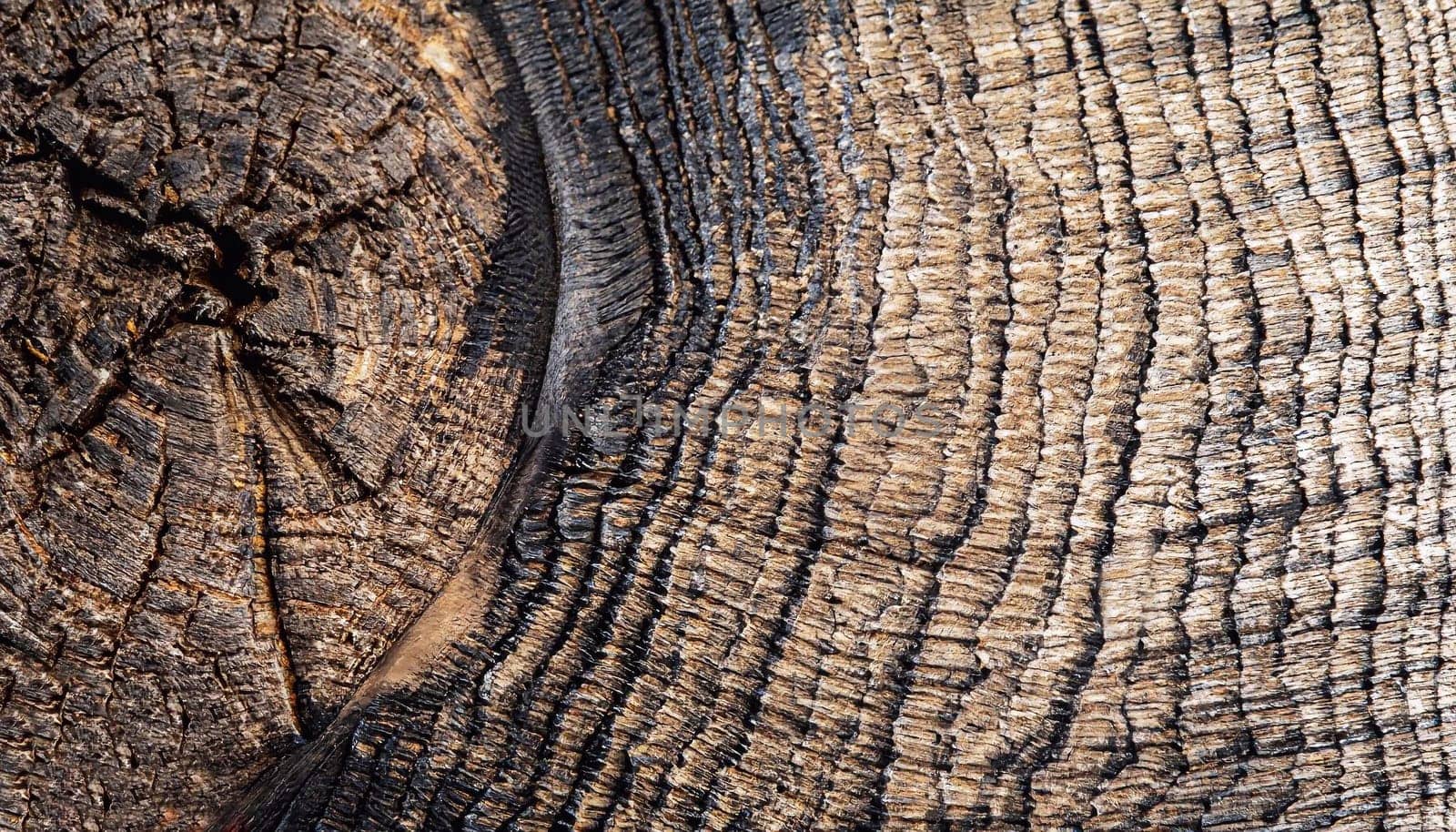 Tree stump cut, wooden background from top view. Black and white monochrome photo.