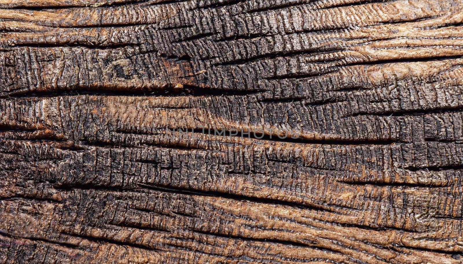 Log close up wooden background, macro photo of tree slice, black and white photo