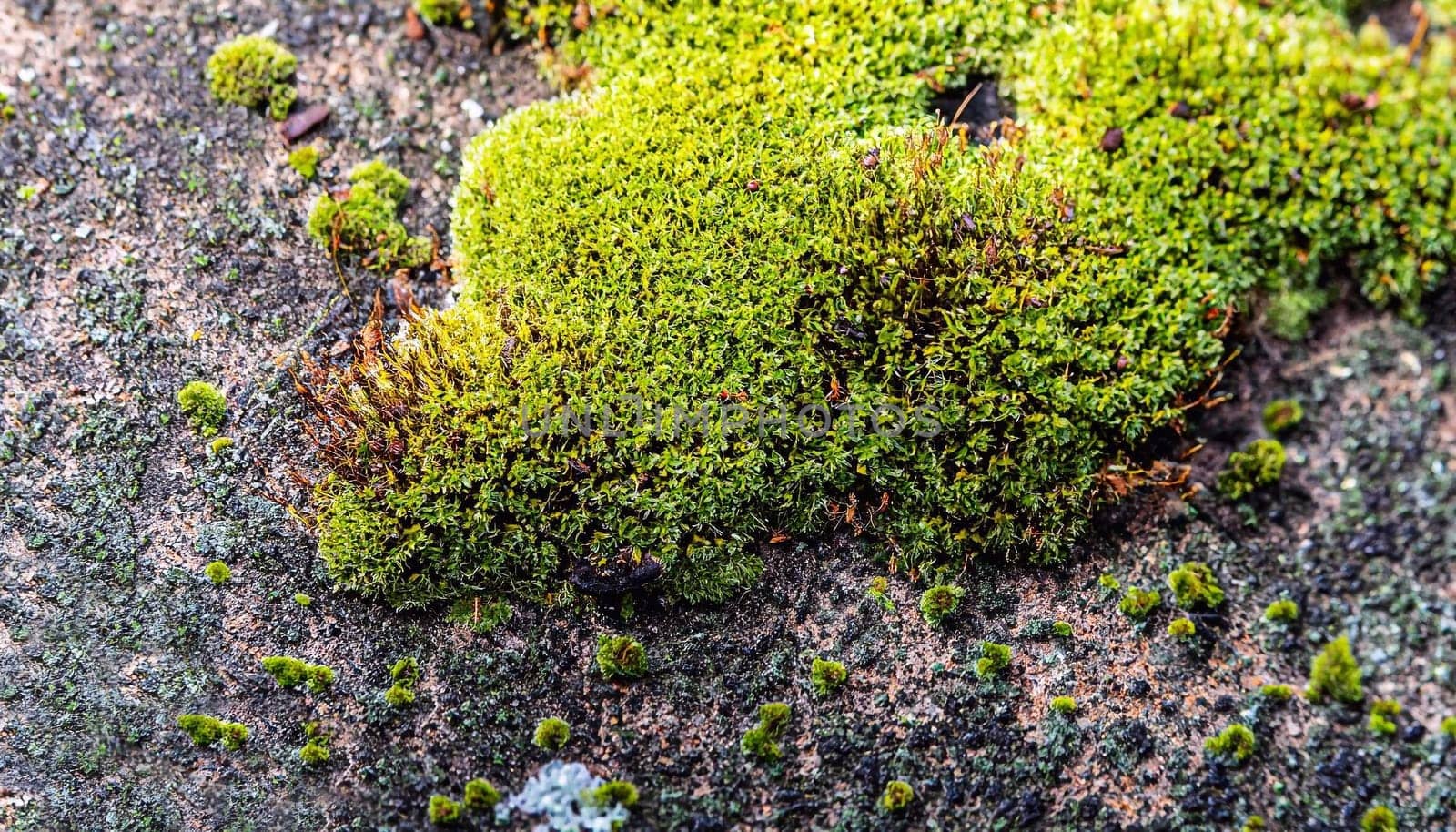 Soft green moss on black stone background. Smooth mossy carpet on medieval wall. Wet climate humidity impact on architectural detail. Tropical moss on asphalt road. Fresh moss background