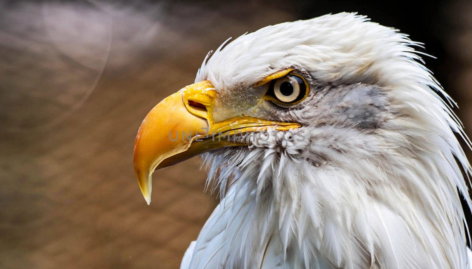 close up photo of beautiful eagle the brahminy kite ( Haliastur indus )