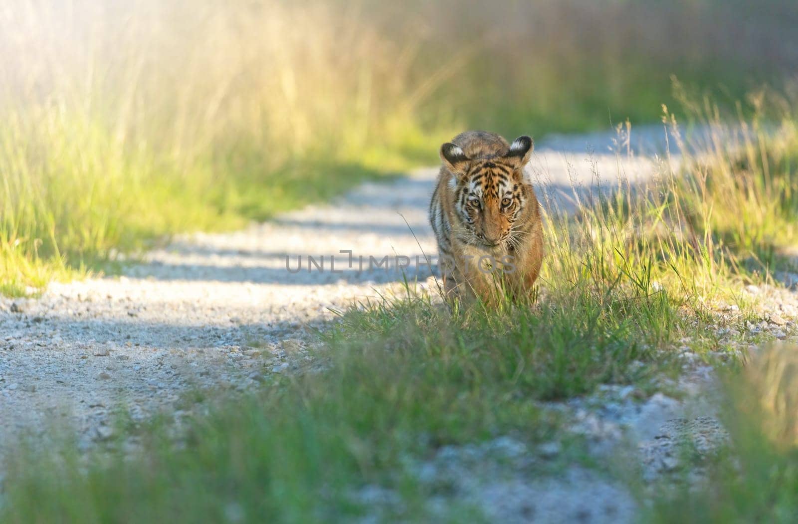 Nice Bengal tiger cub is walking against the camera ooudoors in sunny day. Horizontally.