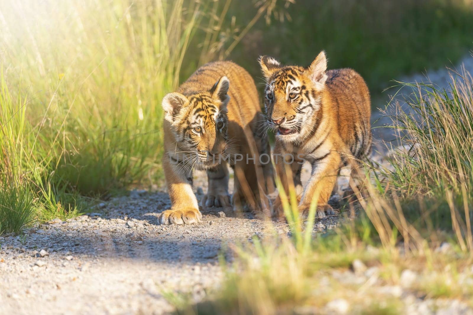 Two nice Bengal tiger cubs are  walking against the camera on forestv road in sunny day. Horizontally.
