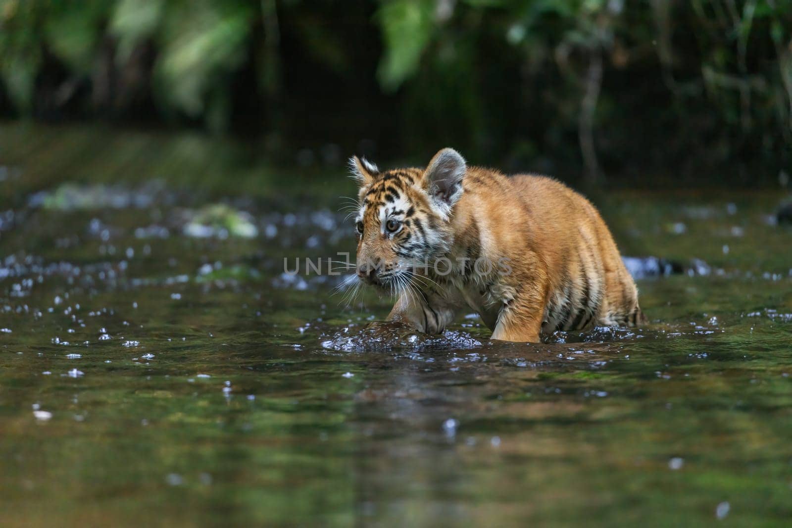 Beautiful cub of Bengal tiger is walking in the river in the rays of sunlight.