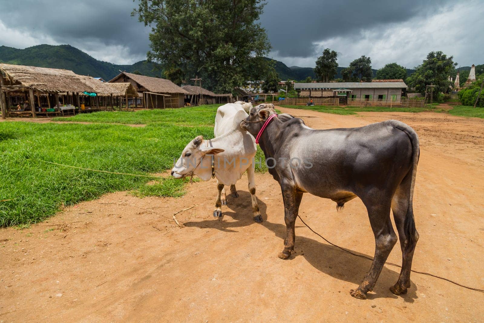 Cows in a small village in Bagan, Burma. Myanmar