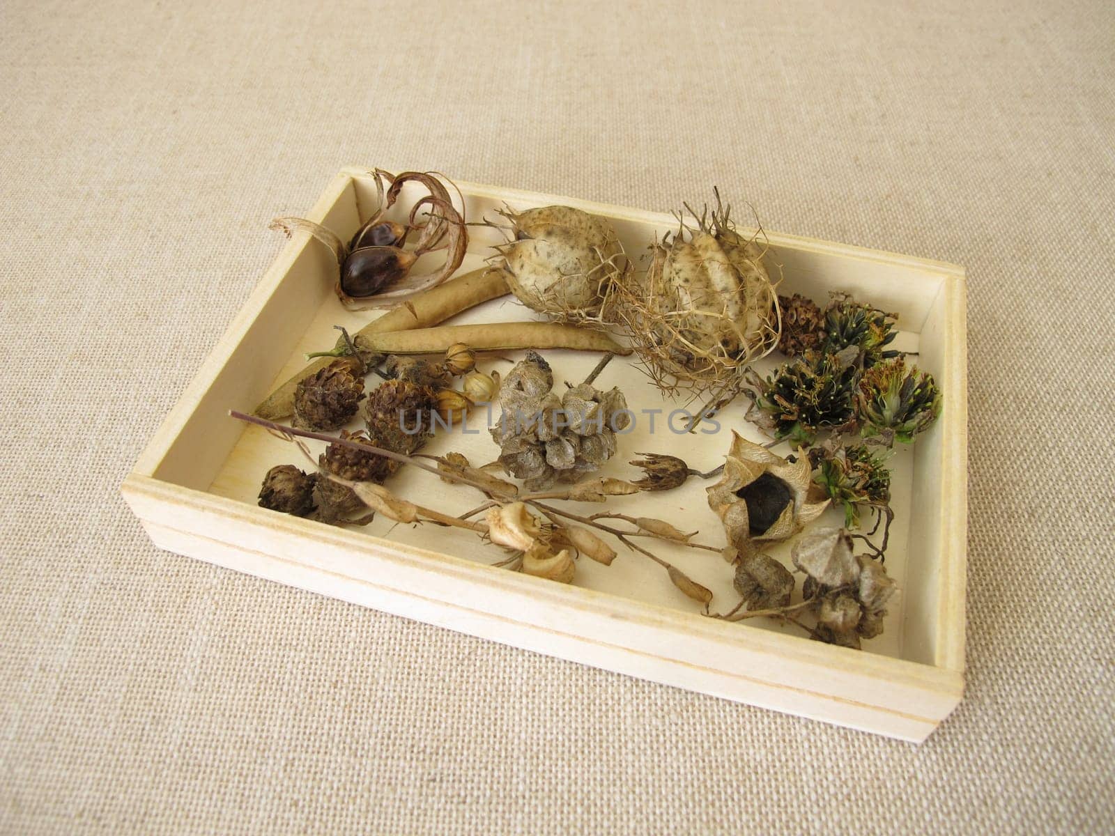 A wooden box of collected seeds and seed pods of flowers and wildflowers for flowering strip or flower meadow in the next season