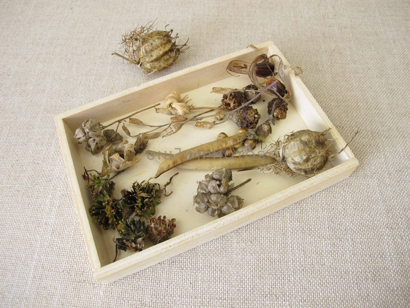 A wooden box of collected seeds and seed pods of flowers and wildflowers for flowering strip or flower meadow in the next season