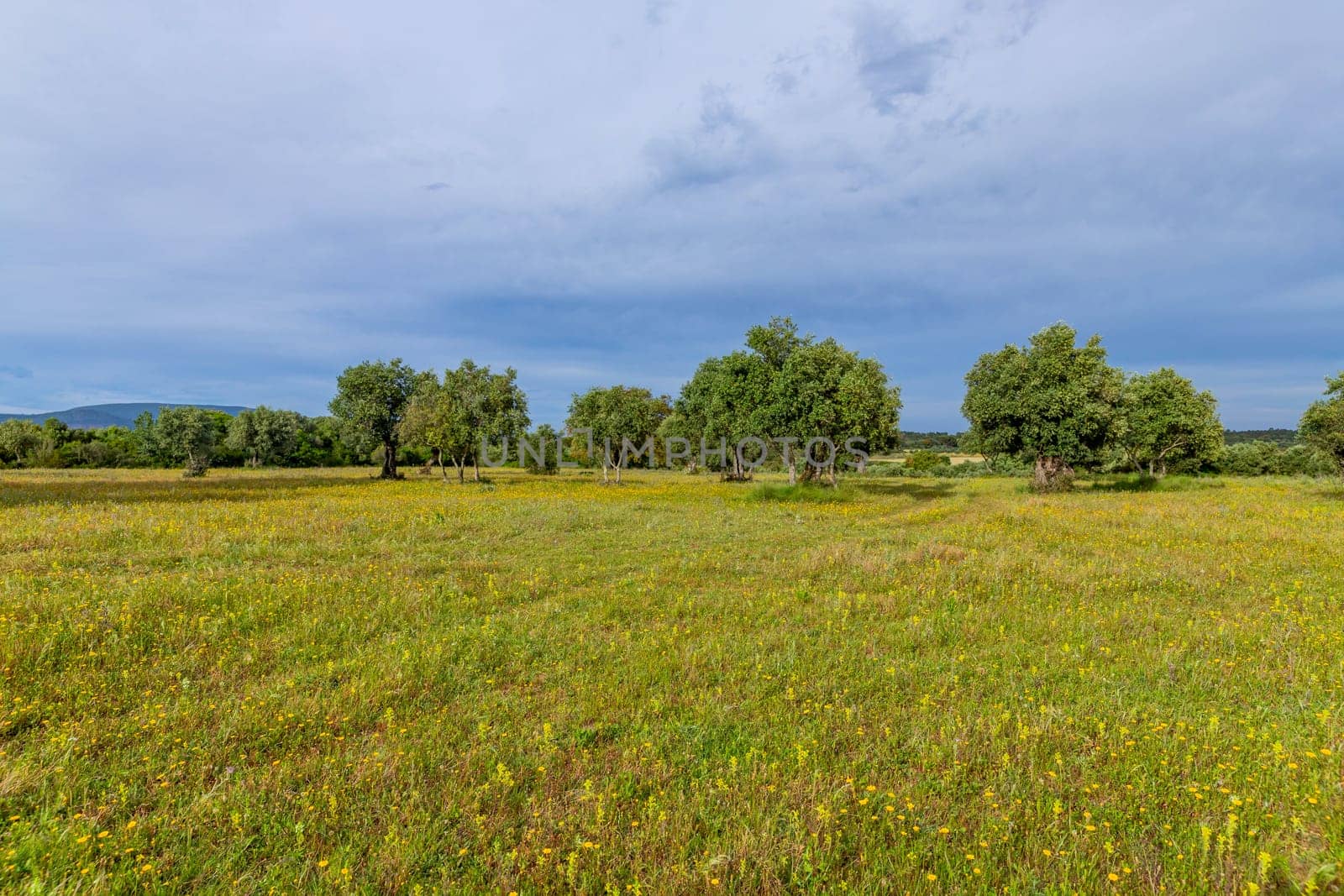 Olive trees among fields in the area of Fatima, Portugal