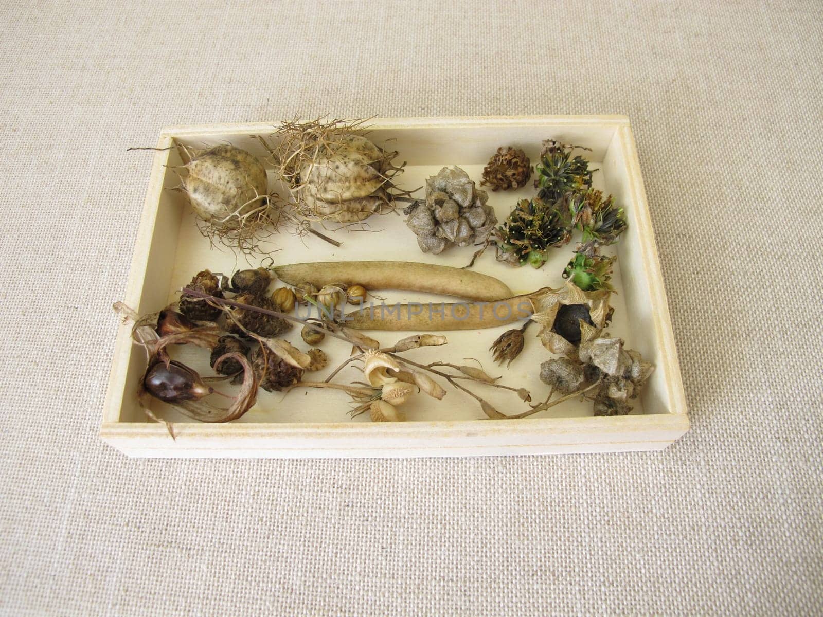 A wooden box of collected seeds and seed pods of flowers and wildflowers for flowering strip or flower meadow in the next season