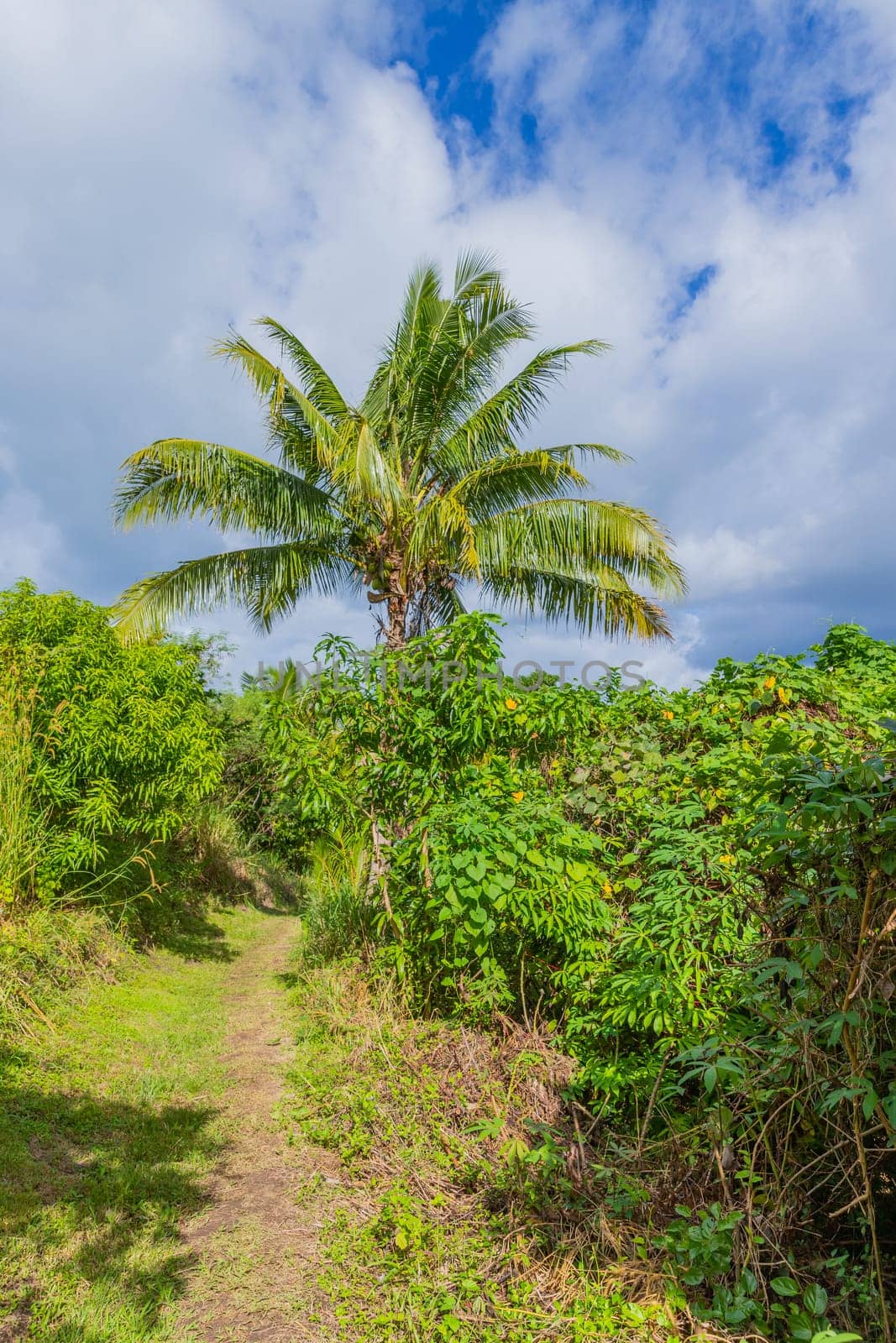 Narrow trail through the lush tropical rainforest in Suva, Fiji