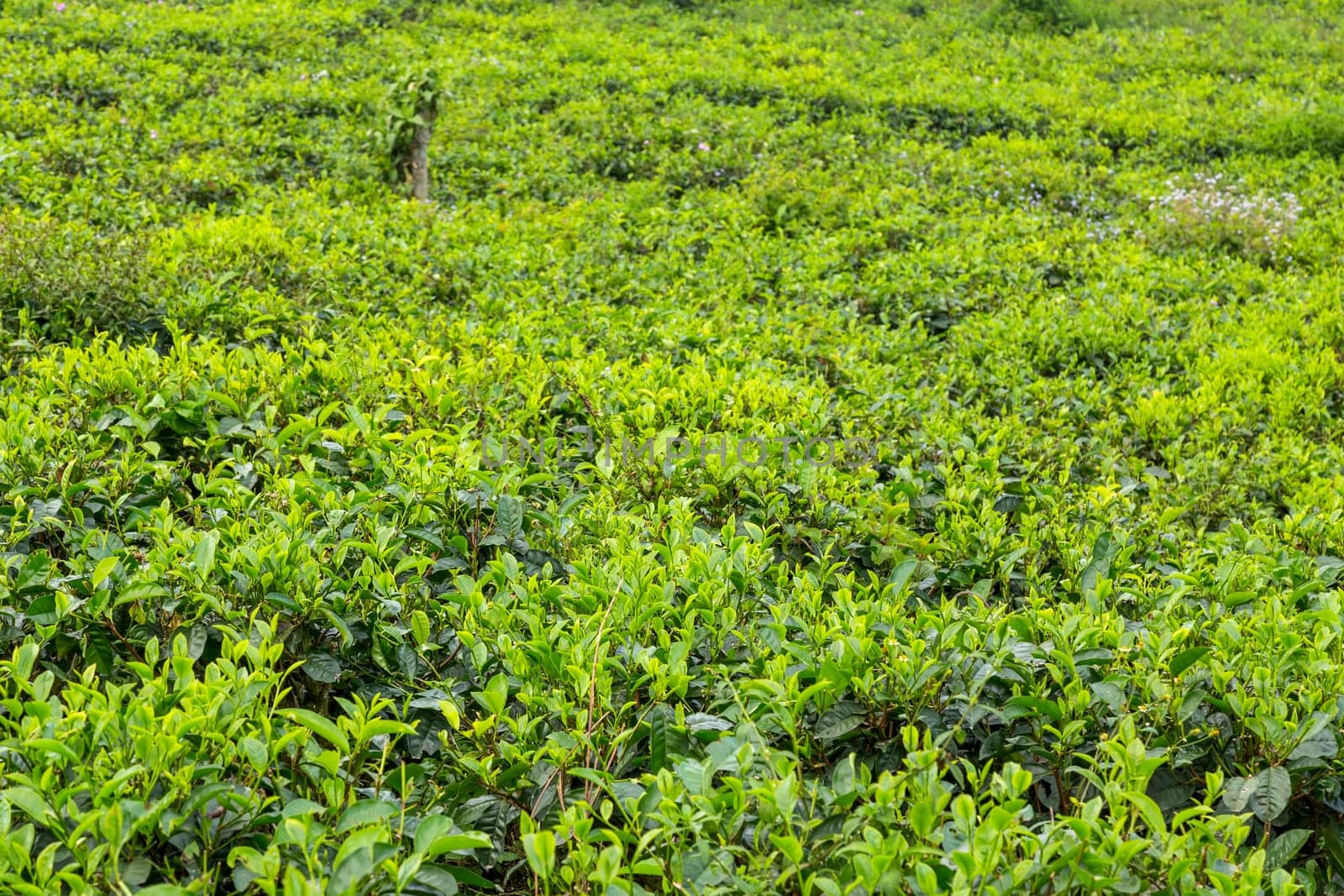 Green fresh tea leaves on a tea plantations in Sukabumi, Indonesia